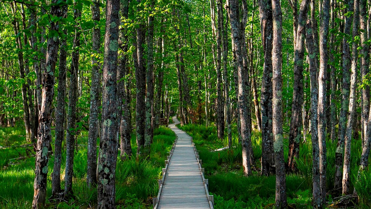 Birch trees and marsh grasses surround a wooden boardwalk with dappled sunlight.