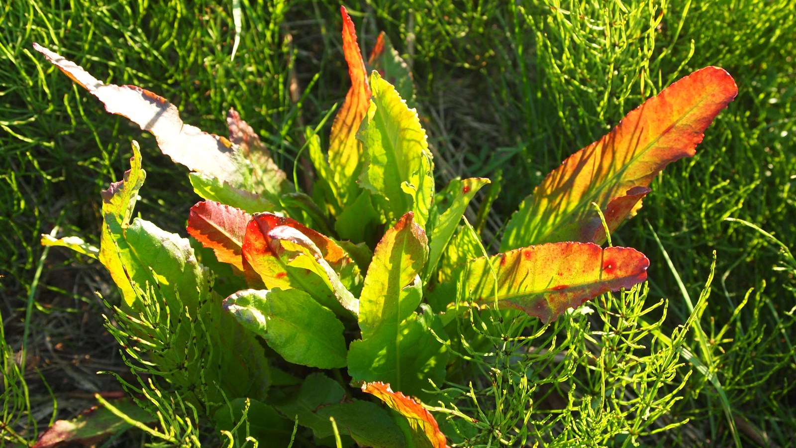 Close up of large flat green leaves with tips of orange and red on the tundra