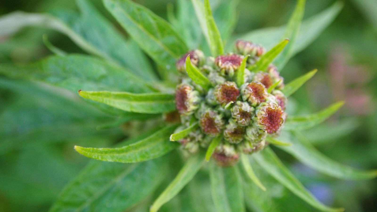 Close up of red/brown buds and thin green leaves of a stinkweed plant