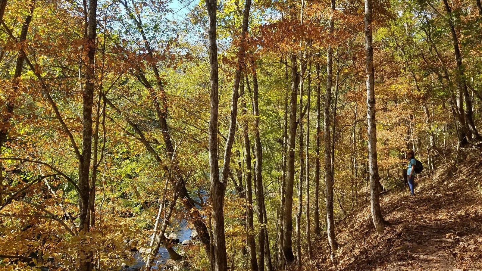 A young hiker stands on a trail into an autumn forest covered with dried, fallen leaves. 