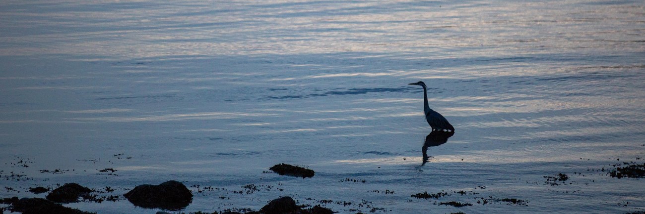 Great blue heron standing in water