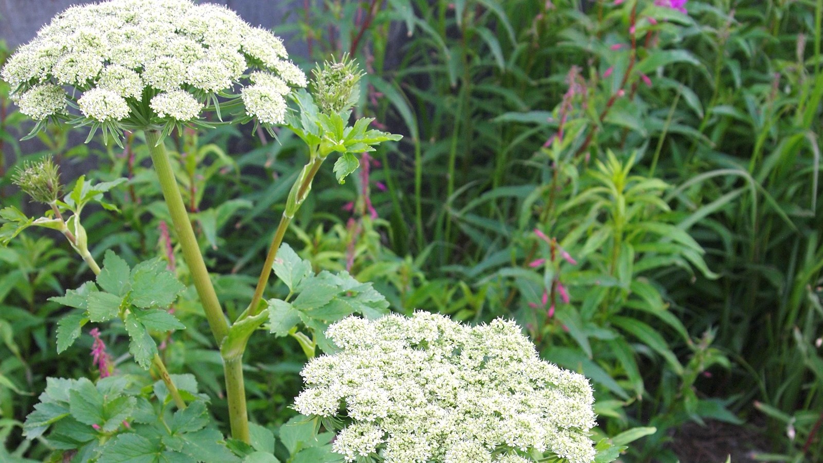 green stemmed plant with a flattened cone top with multiple small white flowers