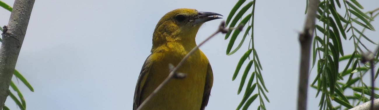Female Bullock\'s oriole on a branch
