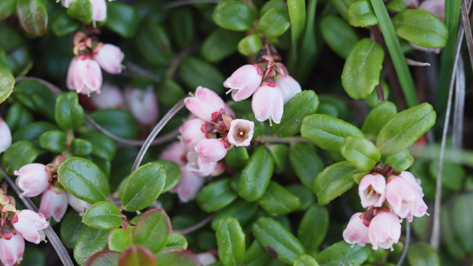 Close up of low plant with small green leaves and pink flowers