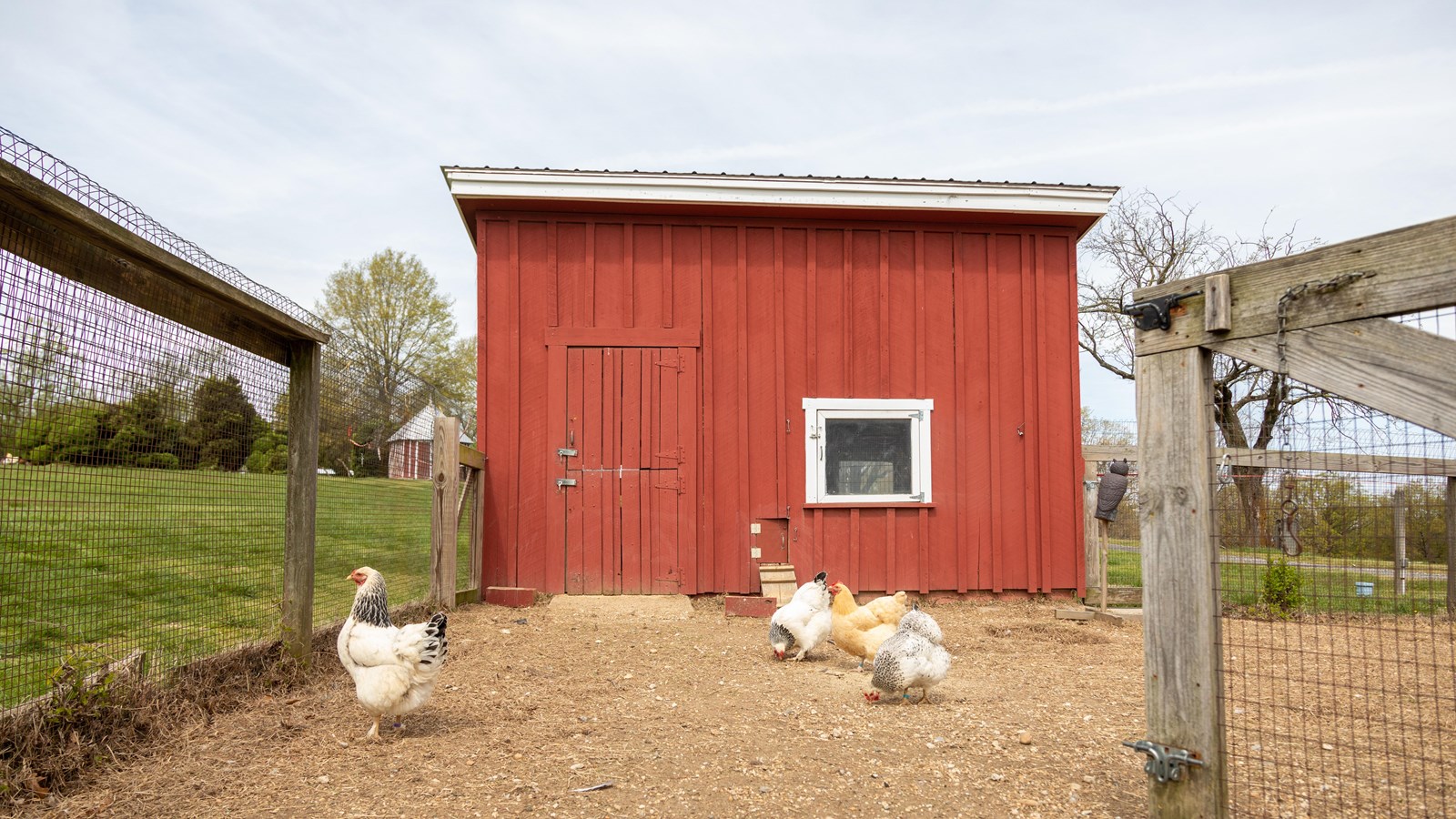 4 white and tan chickens eat in front of a bright red chicken coop