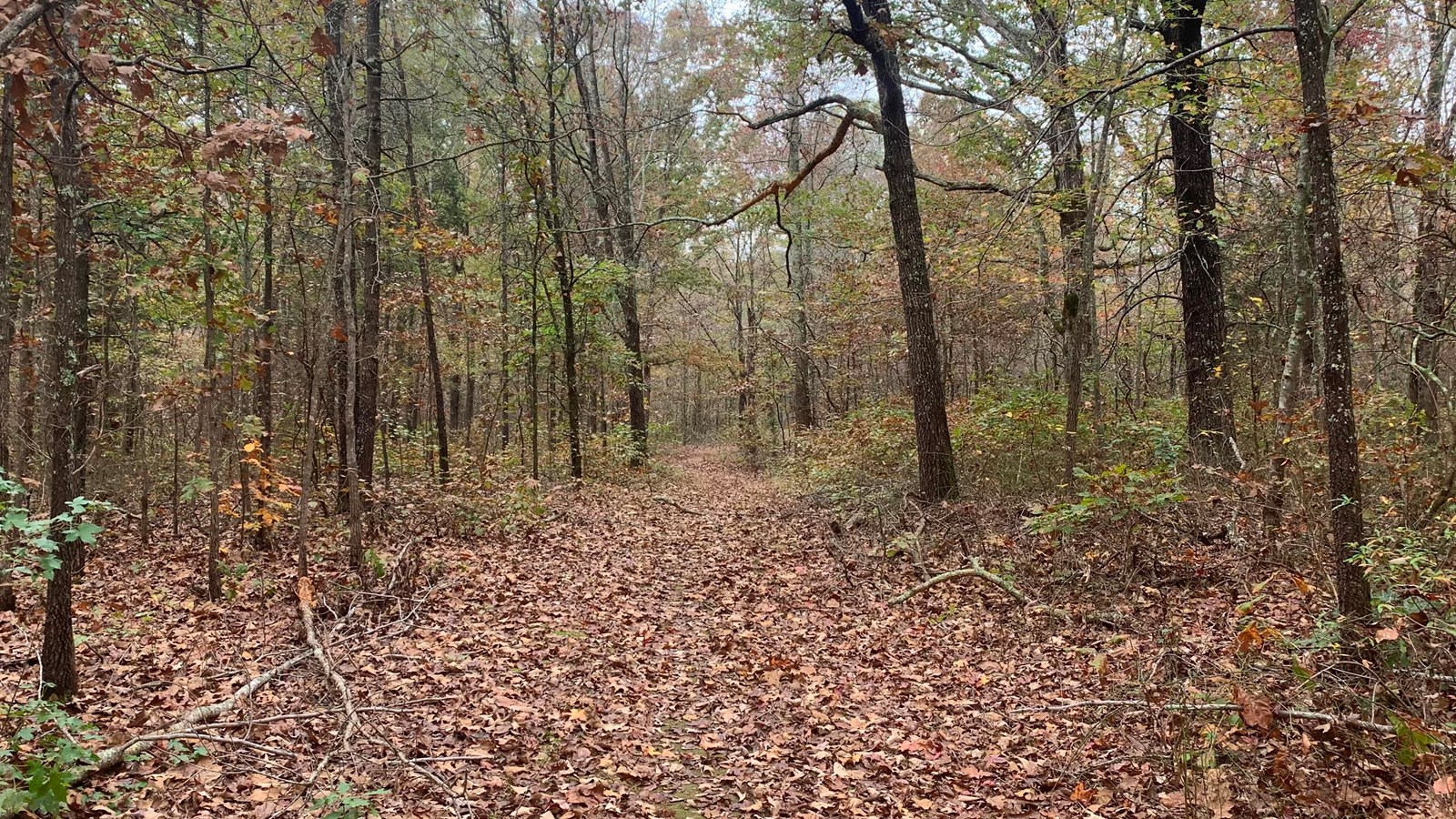 Hiking trail covered in leaves in late fall. Trail is surrounds by trees