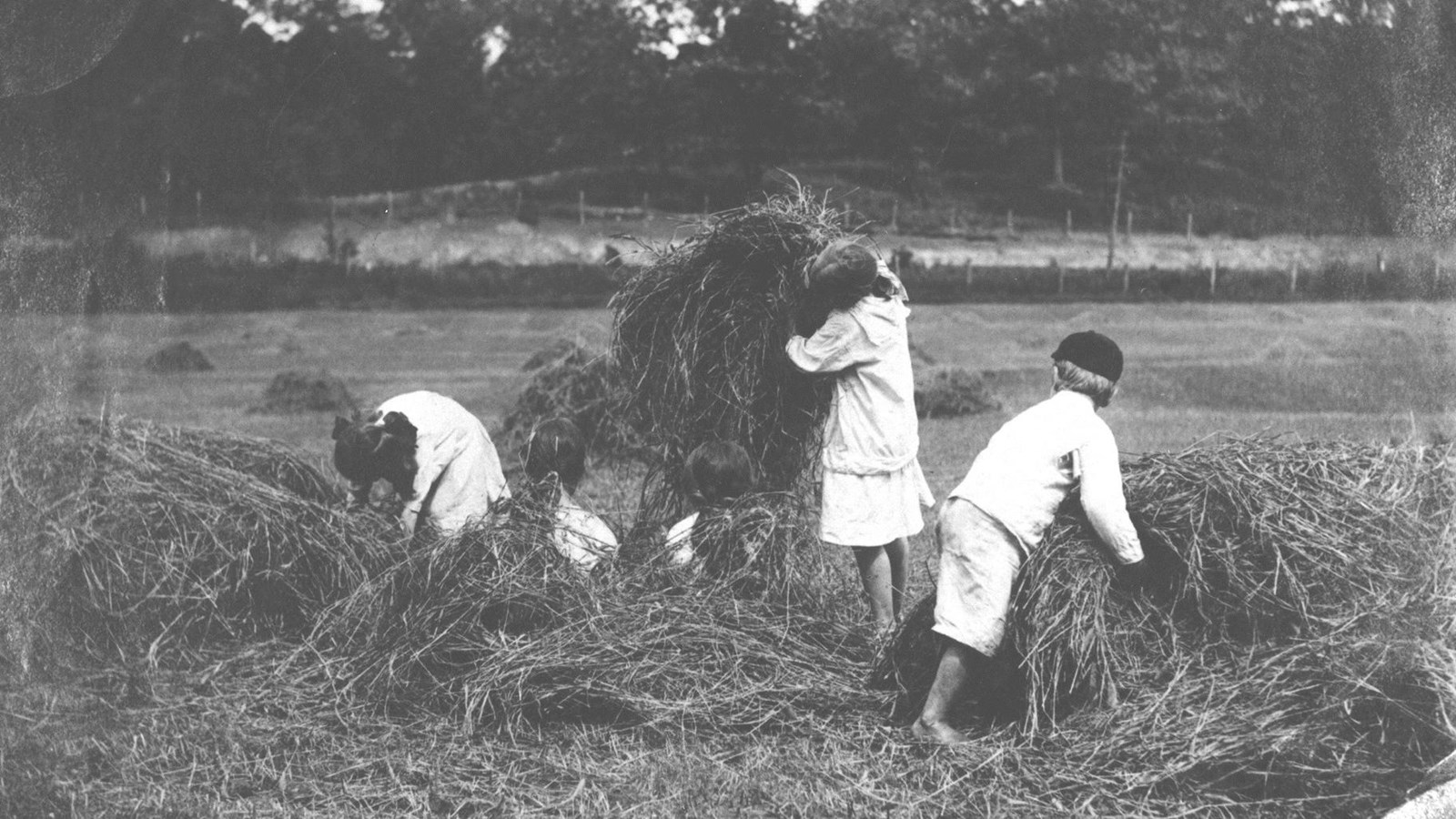 Gather Hay in the Hay Fields