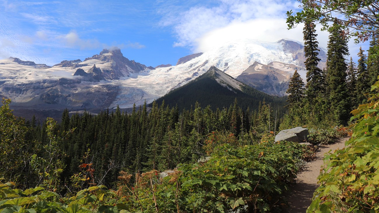 A view from a trail of a glaciated mountain peak rising above a forested valley. 