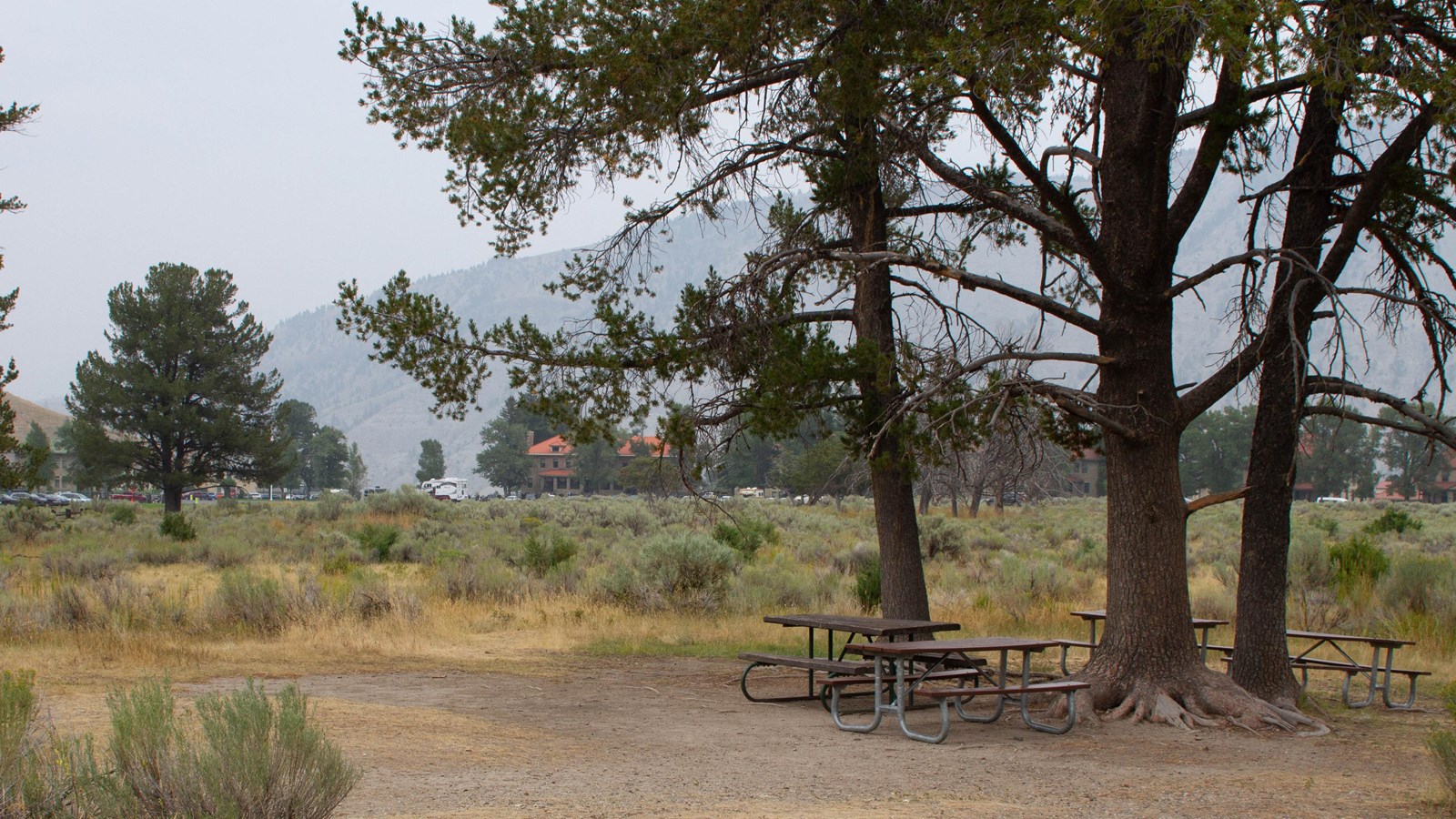 Picnic tables placed under three large coniferous trees in front of a large sage grass meadow.