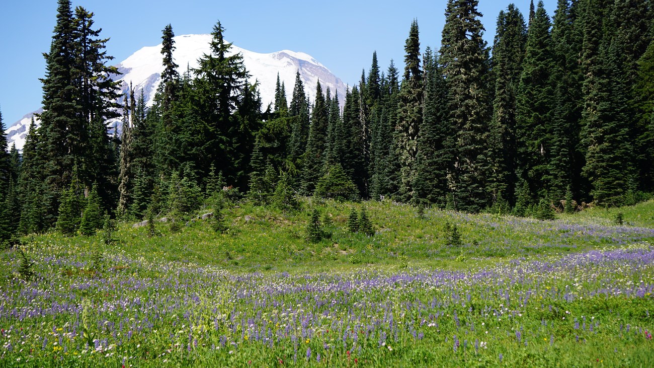 Colorful wildflowers fill a meadow with a glimpse of glaciated peak.