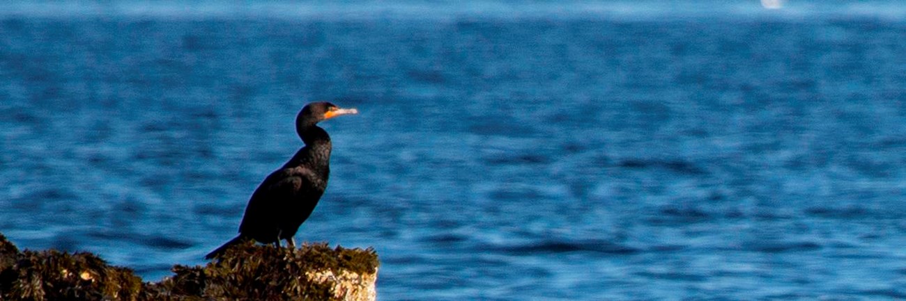 a large black bird with orange throat standing on the rocky coastline