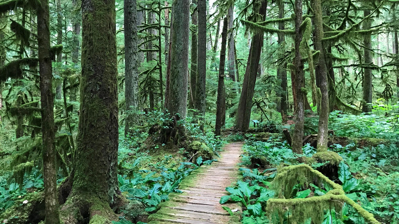 A narrow boardwalk leads through a dense forest with moss-draped trees and numerous plants covering 