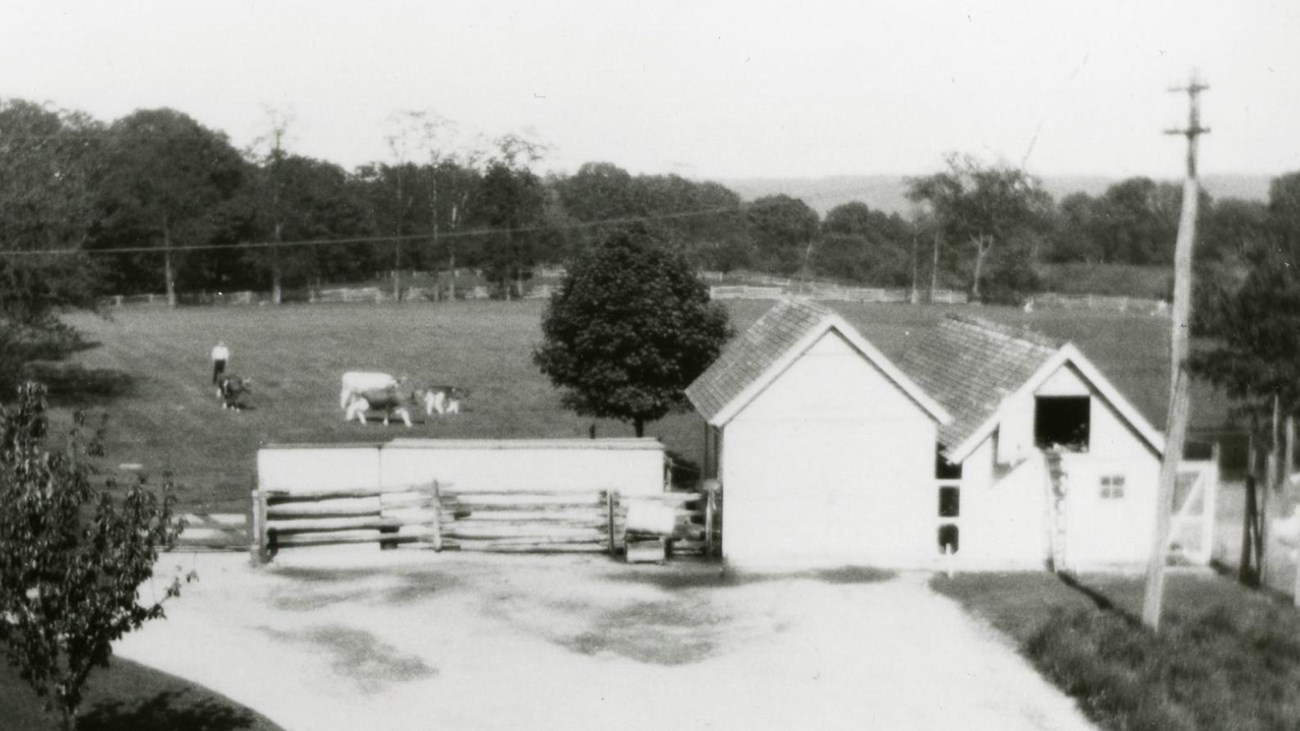 Black and white photo of the farm shed and chicken coop at Sagamore Hill, from the early 1900s.
