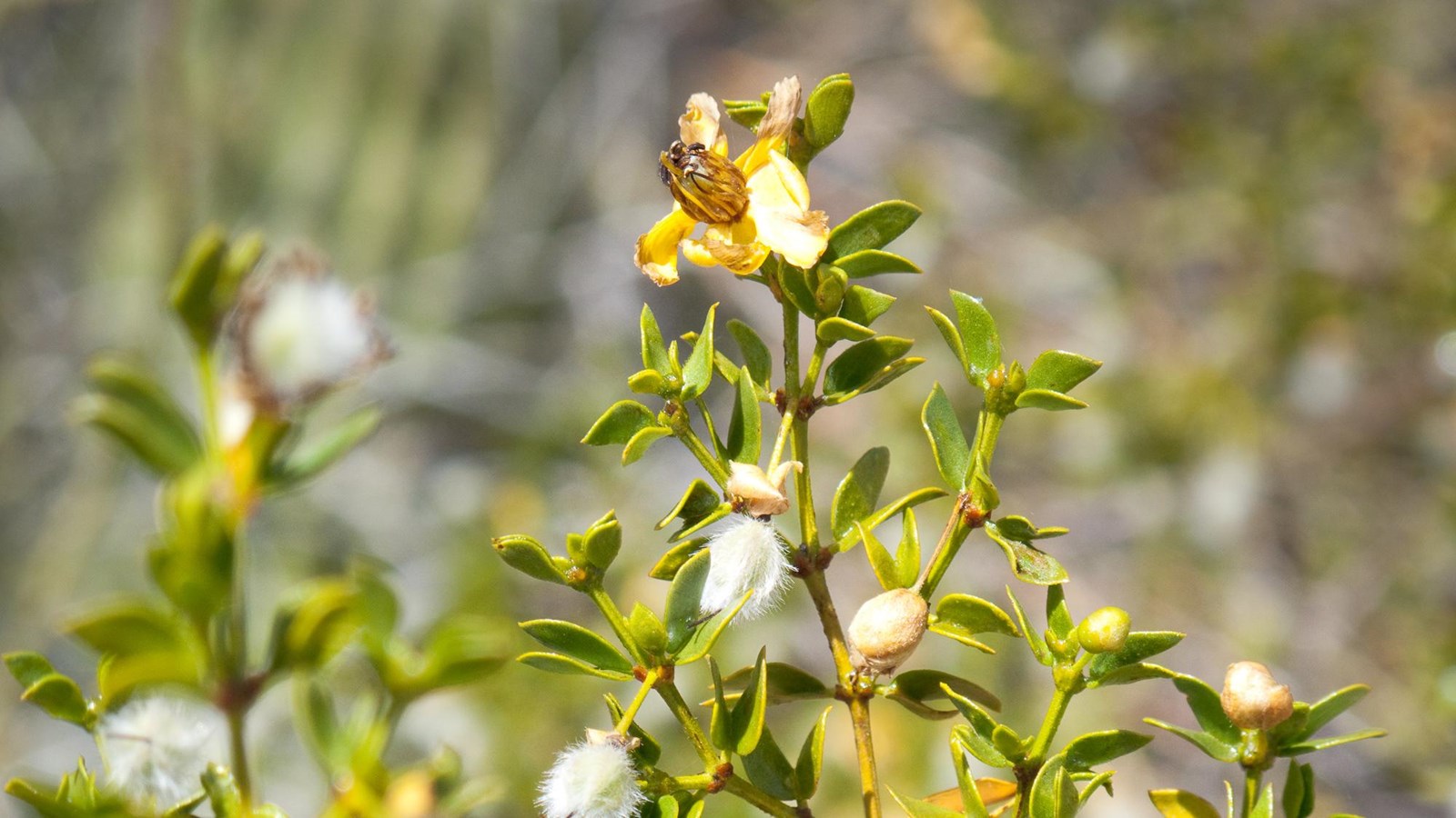 Creosote bush with small, bright green leaves, fuzzy white seed pods, and small yellow flowers
