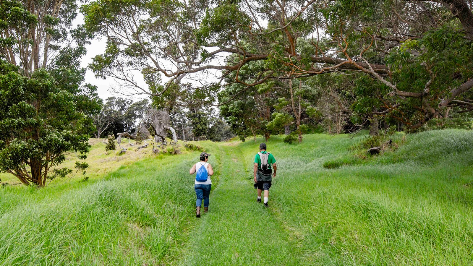 Hikers on a scenic trail surrounded by ʻōhia trees.