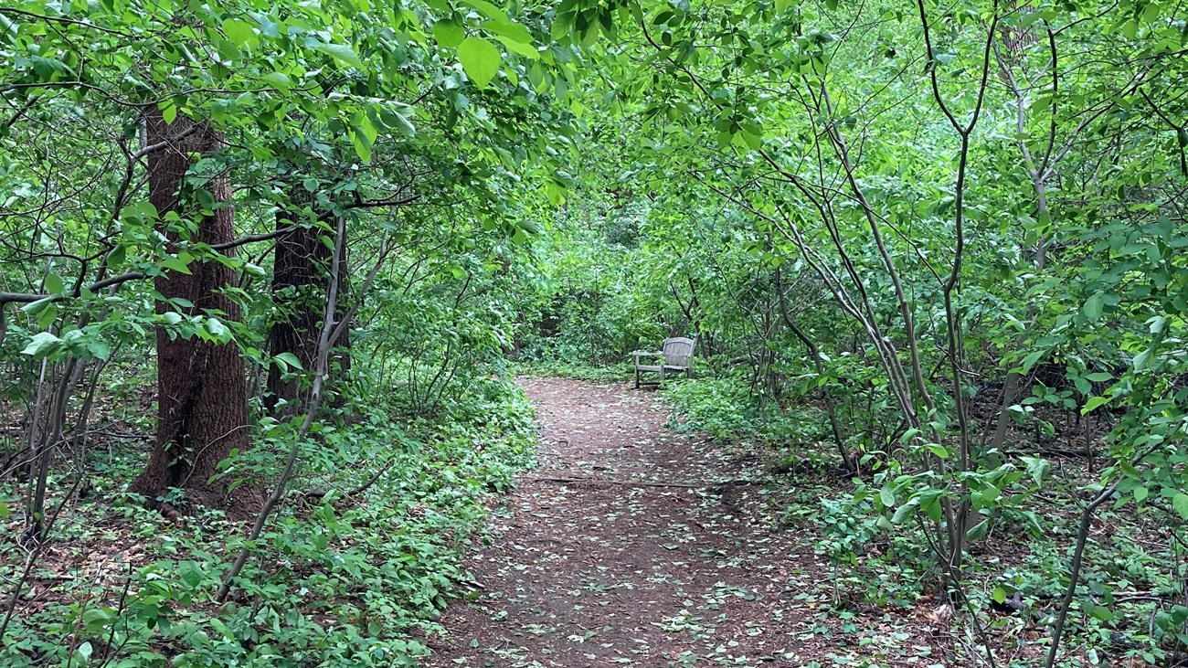 A bench sits up-trail along a leafy path