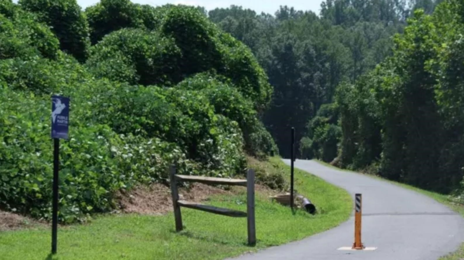 A winding paved trail winds through a large group of trees.