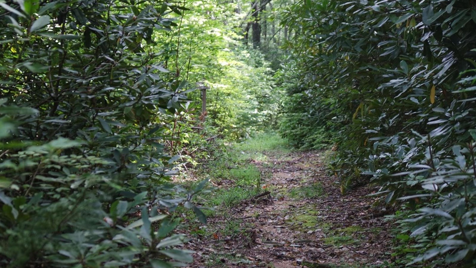 A deep woods trail, full of green leaves and sun shining through the middle. 