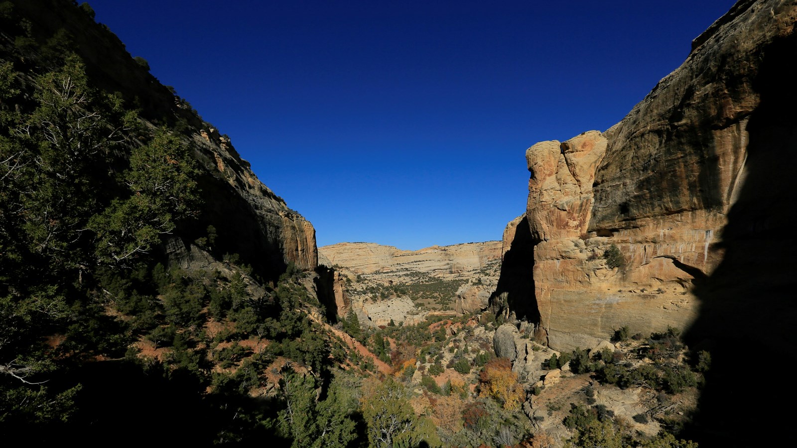 A narrow sandstone canyon with desert shrubs growing throughout.