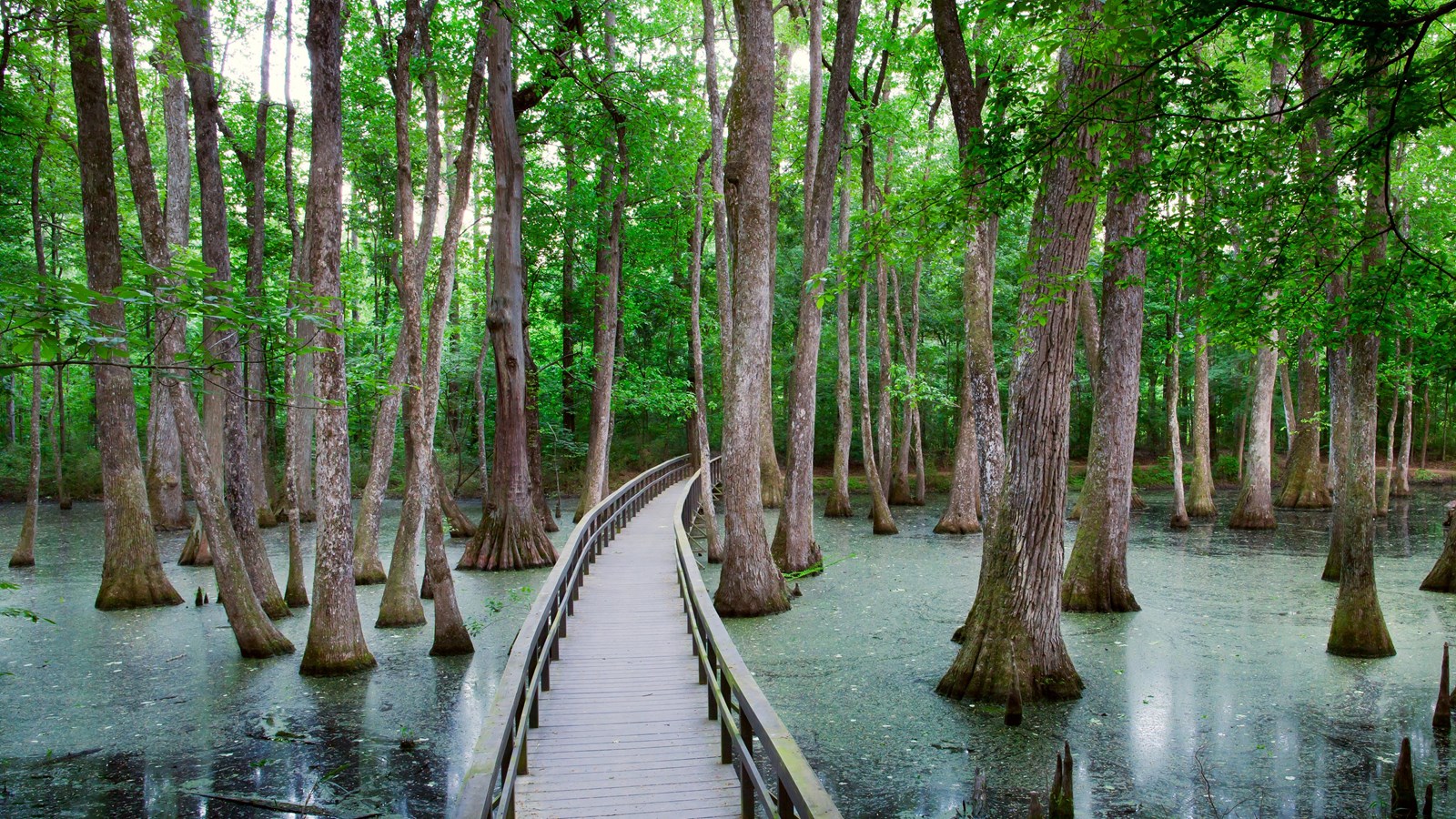 Cypress Swamp, Milepost 122 (U.S. National Park Service)
