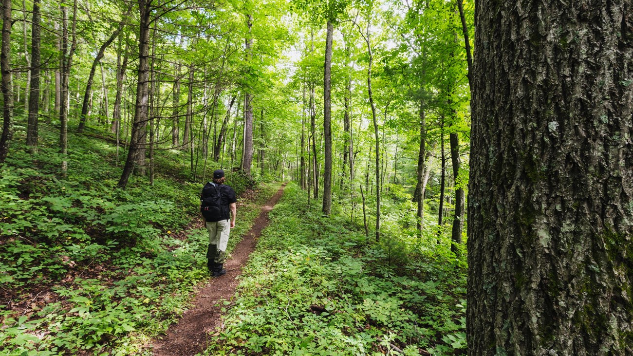 A hiker walks down a trail with a large tree trunk in the foreground.