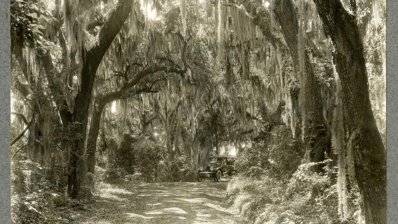 Black and white of trees with leaves leaning over road below with car driving down road