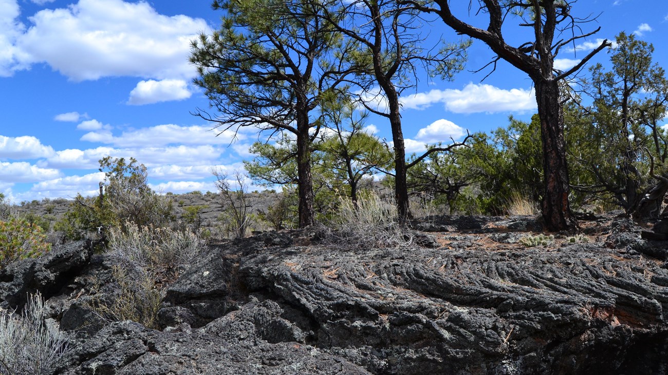 Trees grow on rugged black lava