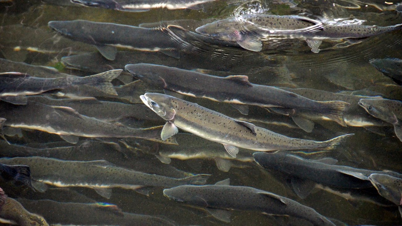 Many large, speckled fish schooling in shallow water