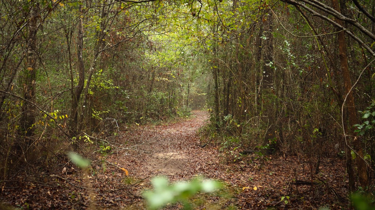 A trail leads through a forest of dense green shrubs and trees.