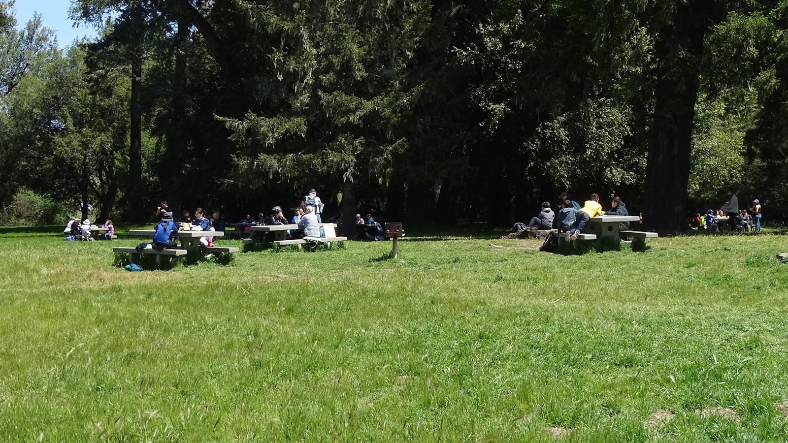 Picnickers eating lunch at picnic tables in a meadow near some tall trees.