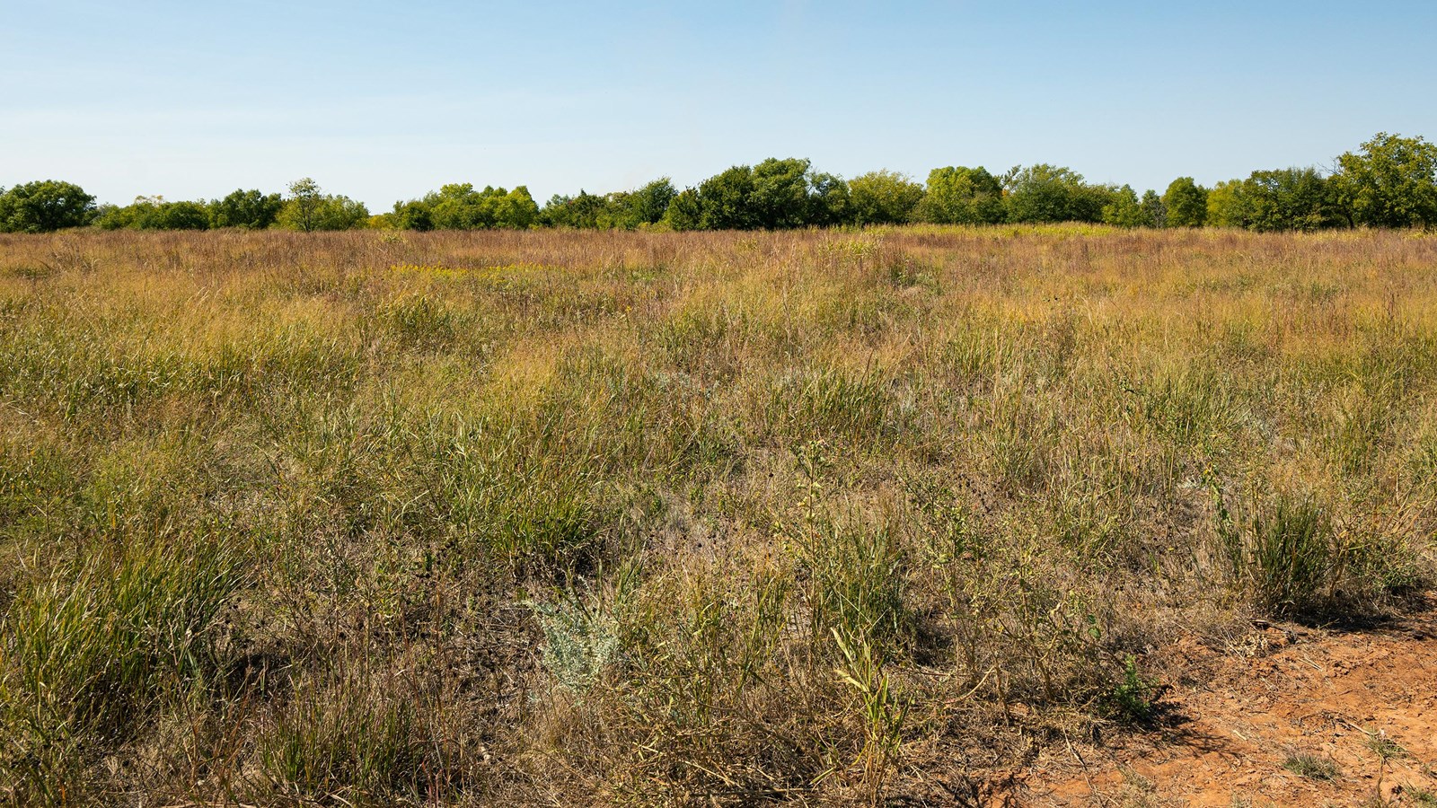 A grassy valley with a line of trees in the distance under a blue sky.