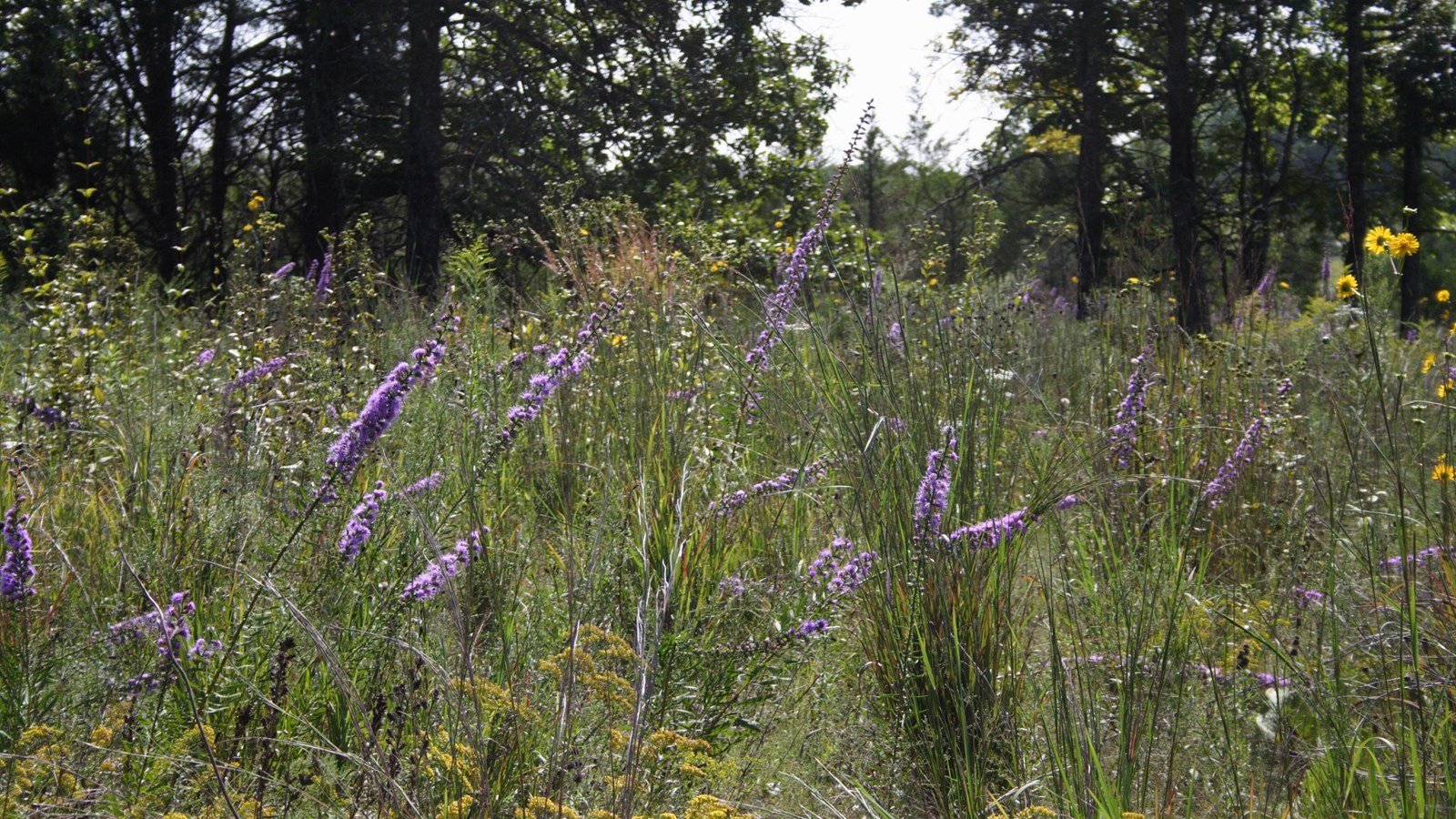 Lavender spikes of flowers in a grass area with trees in the background.