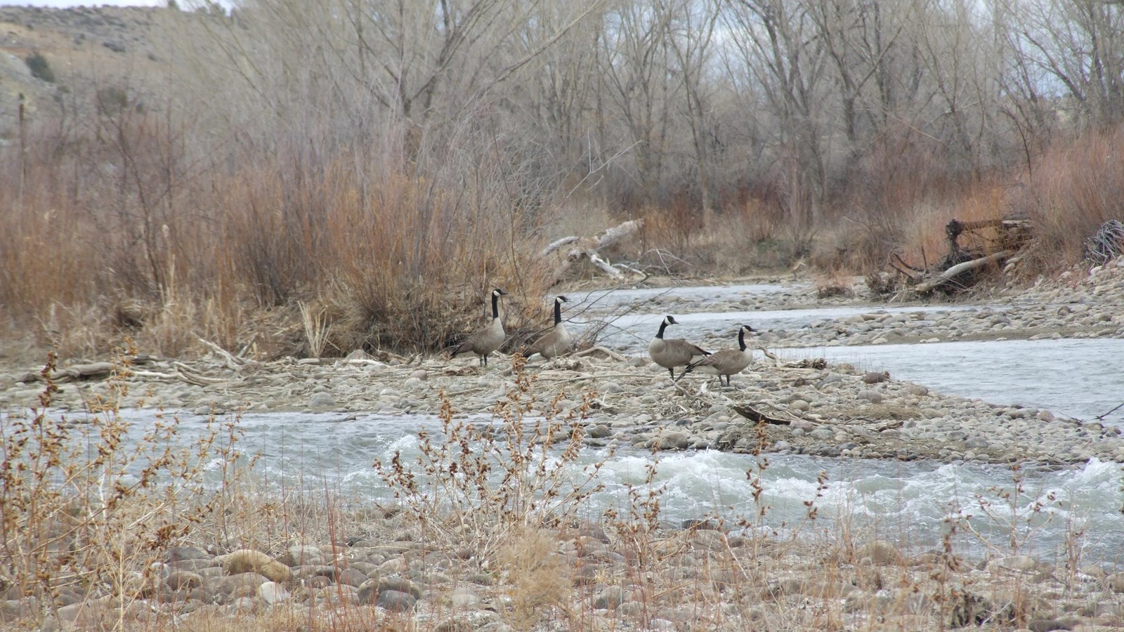 A group of geese standing on a cobblestone island in the middle of the Animas River.