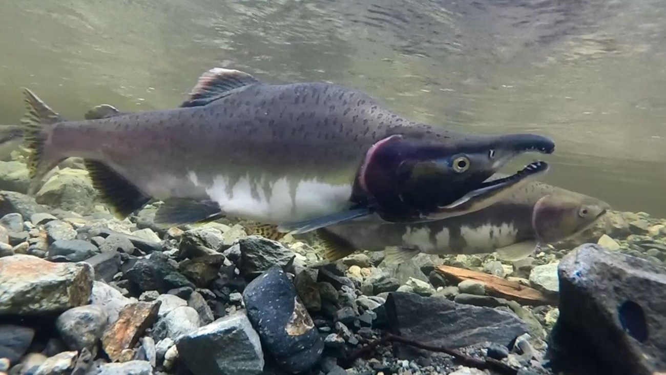 A male and a female fish swimming in a shallow river over a rocky bottom