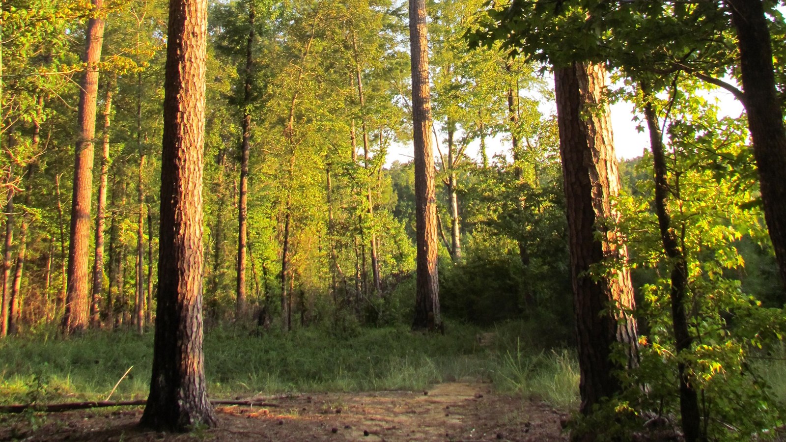 Hiking trail leading away from the viewer past tall pine trees on either of the trail at dusk