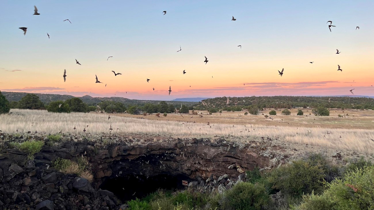 Bats fly over a lava tube cave at sunset.