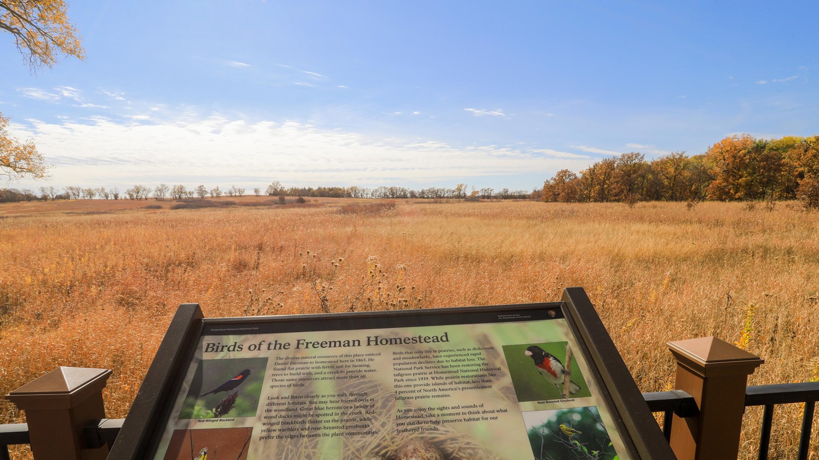 Prairie grasses backed by a hedgerow and forest with an informational sign in front.