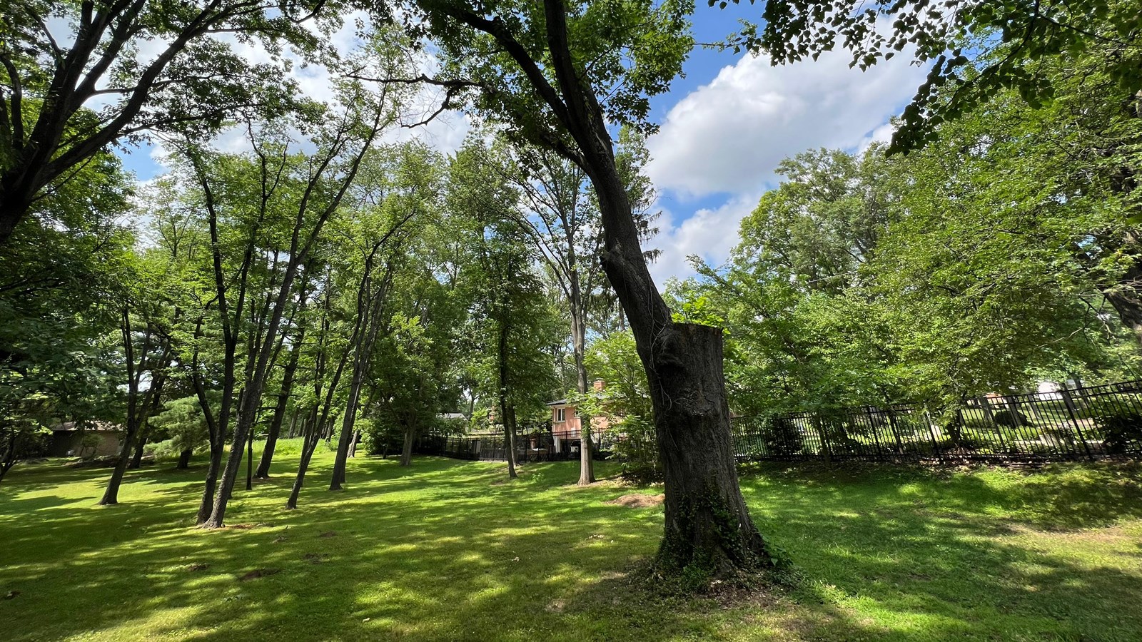 Large tree surrounded by other trees in a wooded area on the park grounds of Ulysses S. Grant NHS.