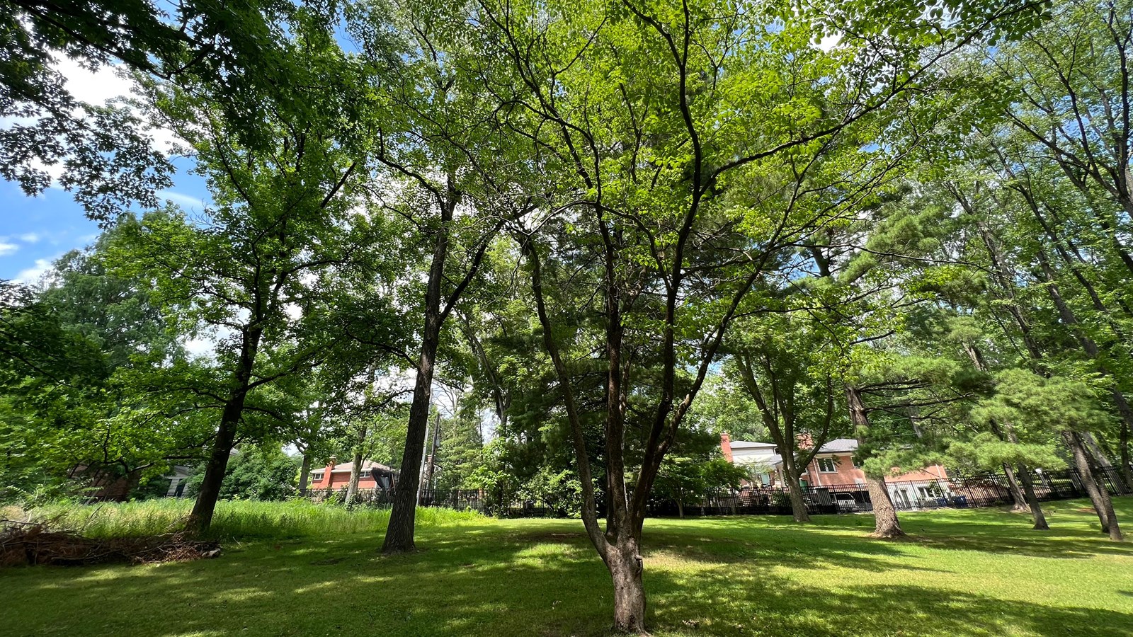 small tree with bright green leaves surrounded by other trees on  park grounds.