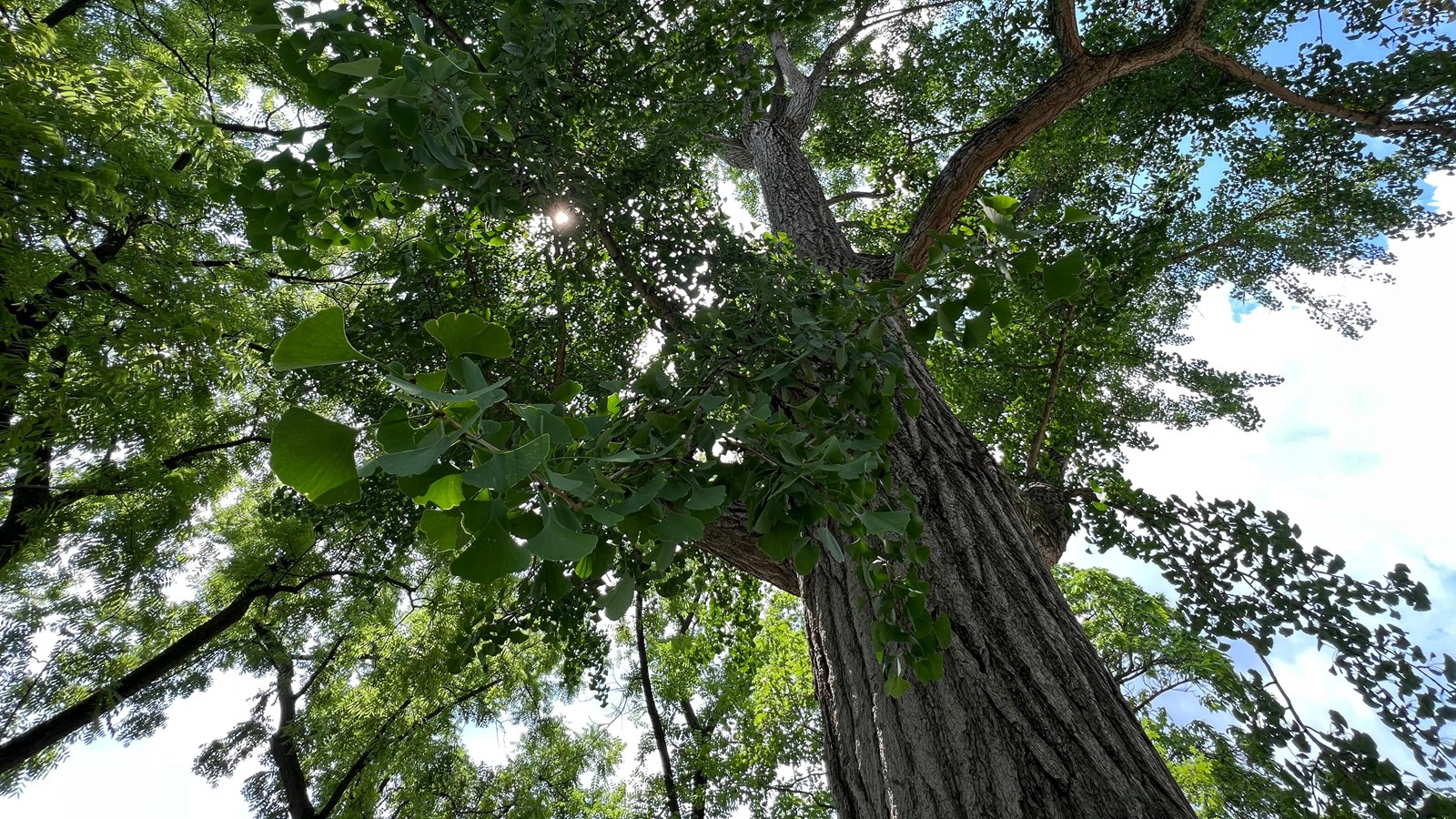 large gingko tree with fan shaped leaves.
