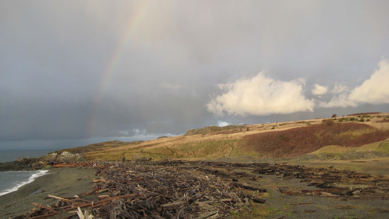 a rainbow stands out against a grey sky with clouds over a shrub covered beach 