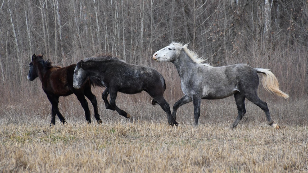 Three wild horses run across a grassy field.