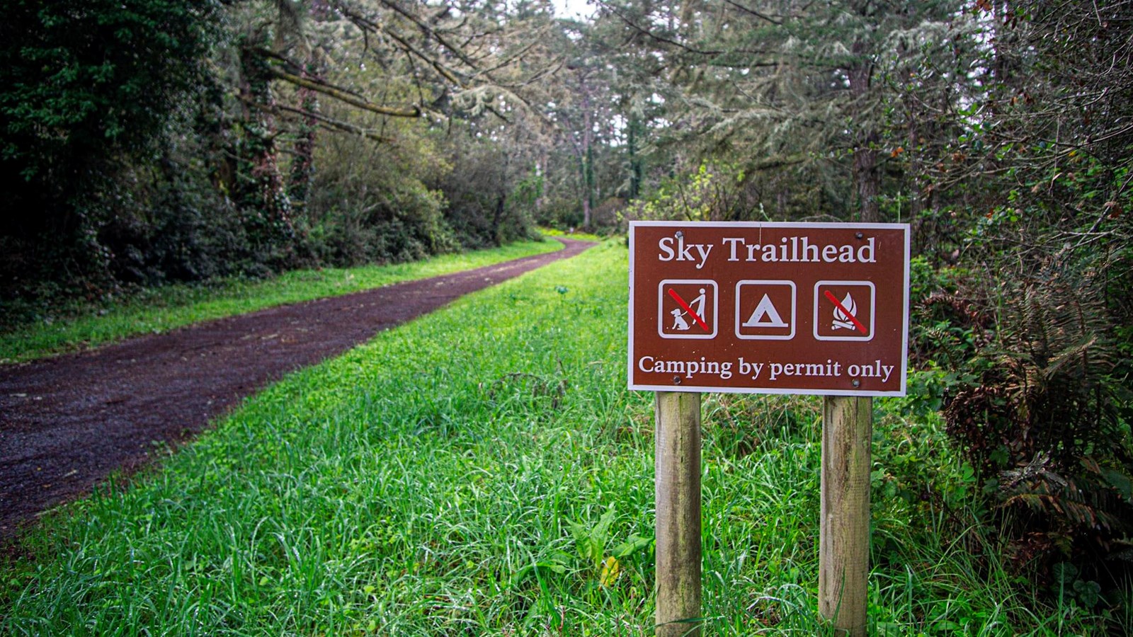 A brown sign marks the start of the Sky Trailhead. A dirt road in a vibrant green forest. 