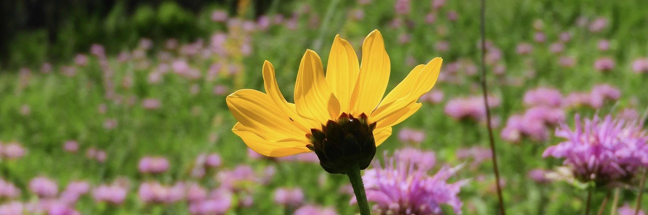 Yellow flower in front of a field of pink flowers