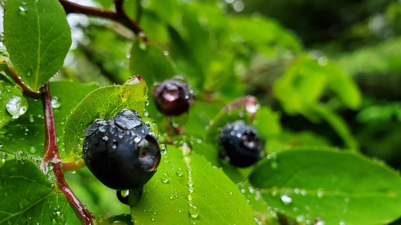 Small round blueberries against a field of wet green leaves