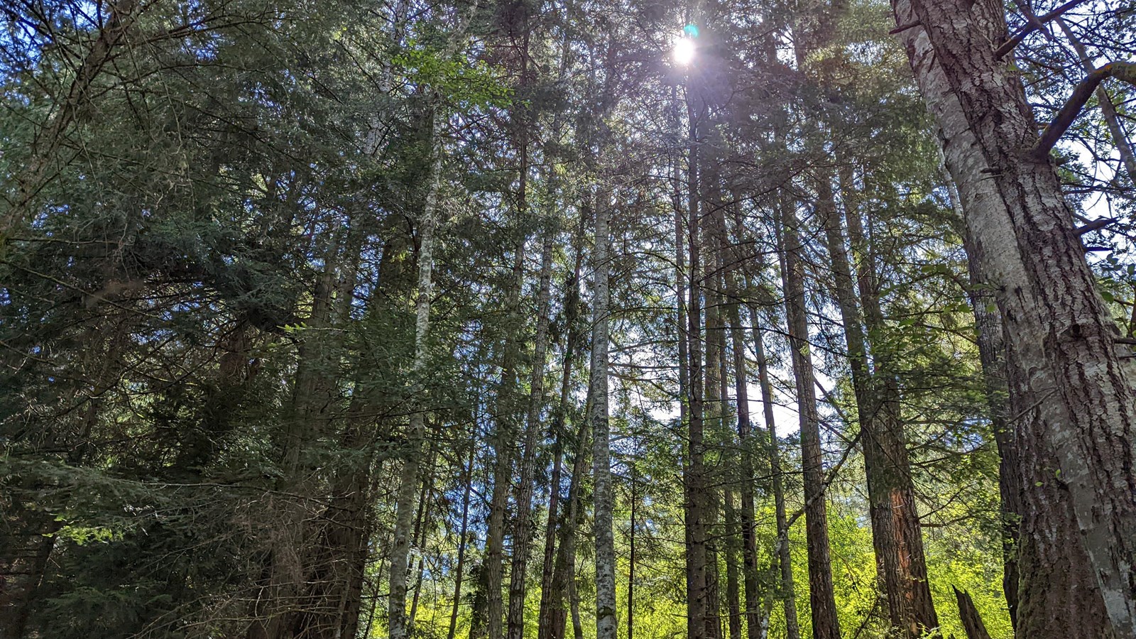 Color photograph of trees in a forest