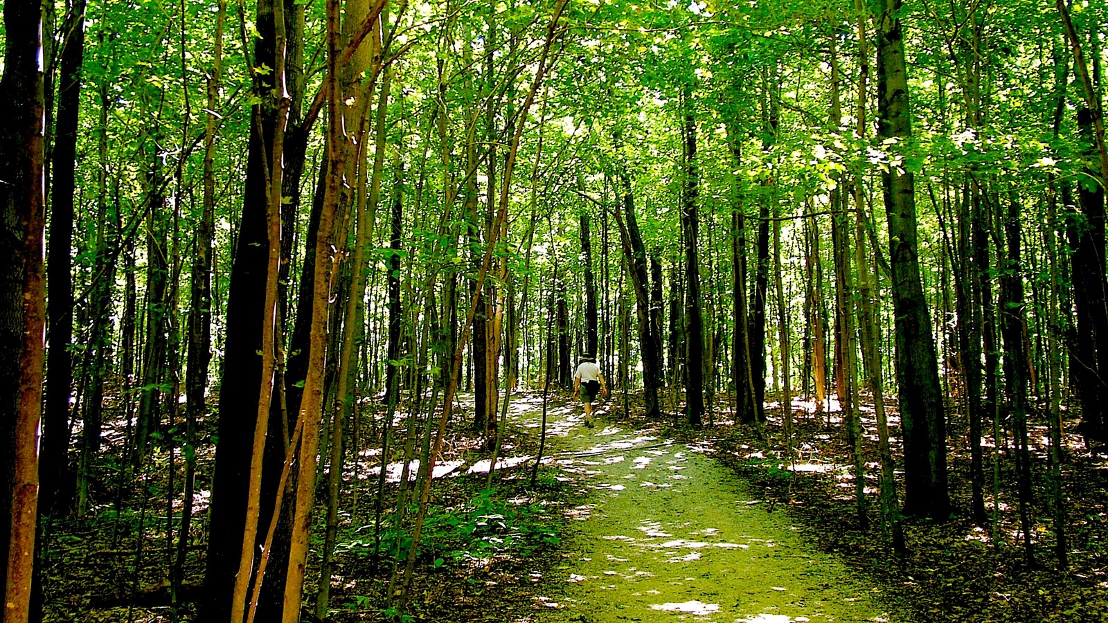 Dirt path through green-leafed trees with sunlight dappling the path