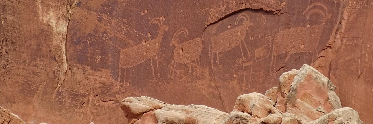 Bighorn sheep shaped images pecked into a red sandstone cliff