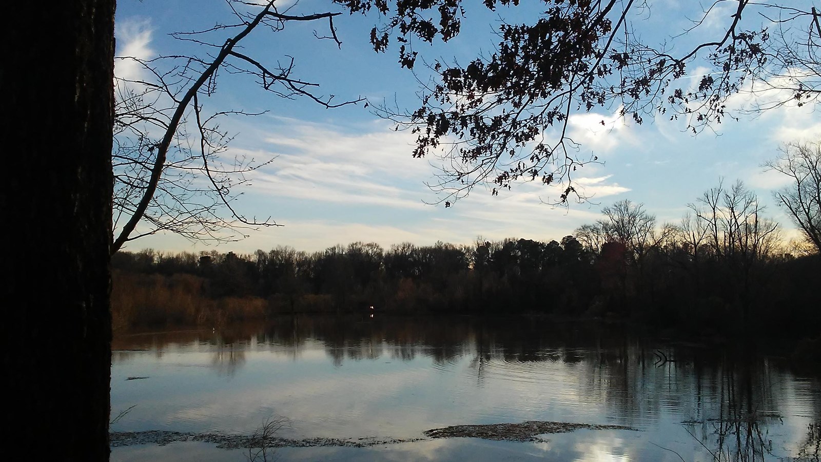 A roughly circular pond surrounded by trees.