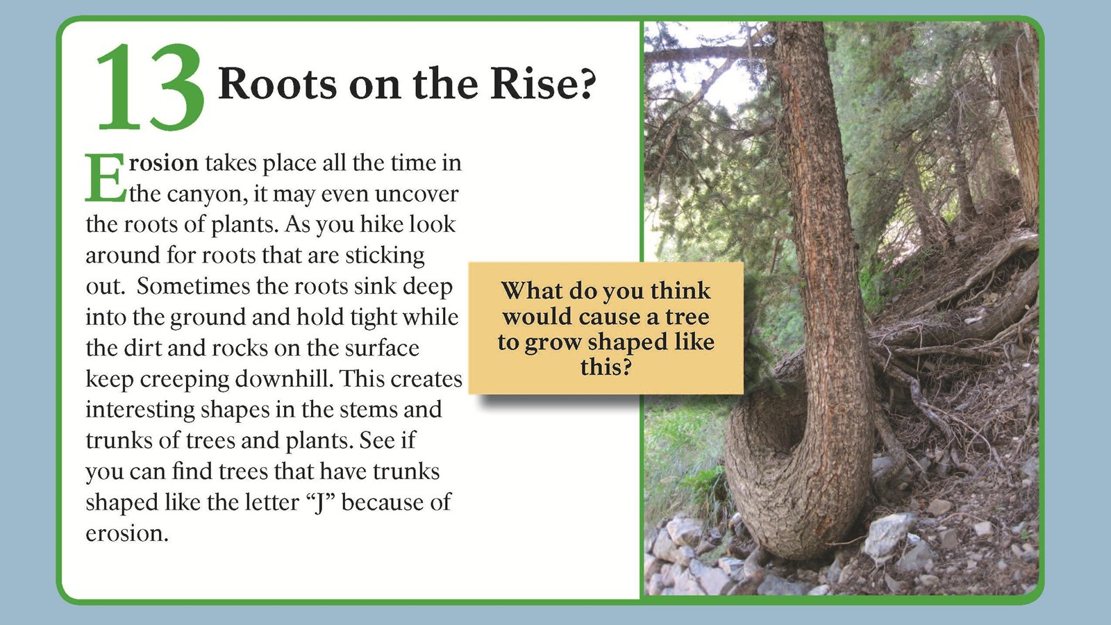 A tree curved like a 